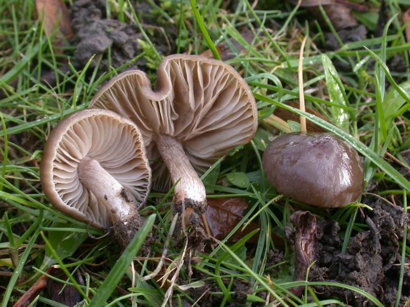 Funghi d'' oltre Manica